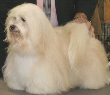 graceful havanese akc havanese breed standard breeds picture graceful havanese akc havanese breed standard breeds picture