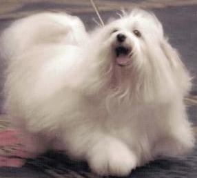 havanese show dogs havanese show dogs at happy trails havanese havanese show dogs havanese show dogs at happy trails havanese