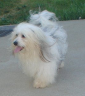 silver havanese parti colored havanese black silver silver havanese parti colored havanese black silver