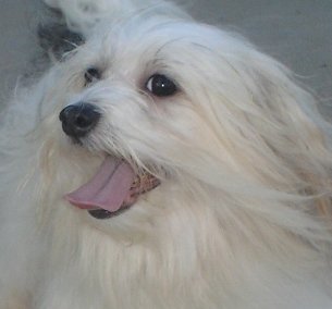 havanese housebreaking havanese show dogs at happy trails havanese havanese housebreaking havanese show dogs at happy trails havanese