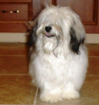 havanese puppies for sale in iowa happy trails havanese havanese dogs with havanese puppies havanese puppies for sale in iowa happy trails havanese havanese dogs with havanese puppies