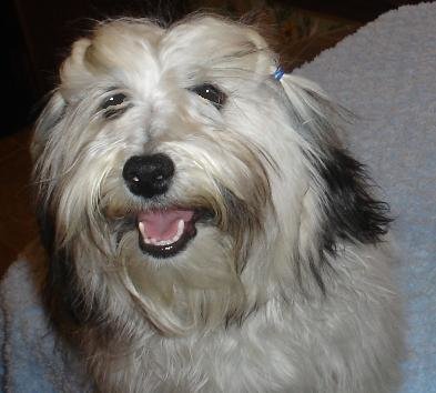 trails havanese havanese show dogs at happy trails havanese trails havanese havanese show dogs at happy trails havanese