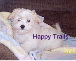 trails havanese happy trails havanese havanese dogs with havanese puppies trails havanese happy trails havanese havanese dogs with havanese puppies