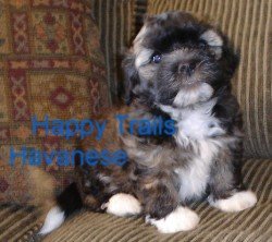 colored havanese colors of havanese dogs and puppies colored havanese colors of havanese dogs and puppies