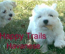 happy trails havanese happy trails havanese havanese dogs with havanese puppies happy trails havanese happy trails havanese havanese dogs with havanese puppies
