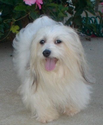 trails havanese havanese show dogs at happy trails havanese trails havanese havanese show dogs at happy trails havanese