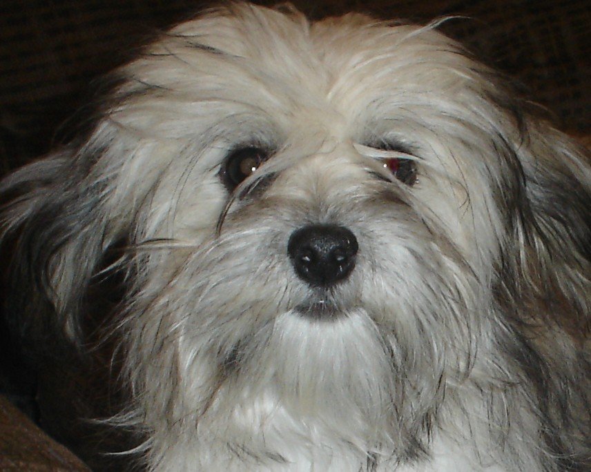 Havanese Adult 34